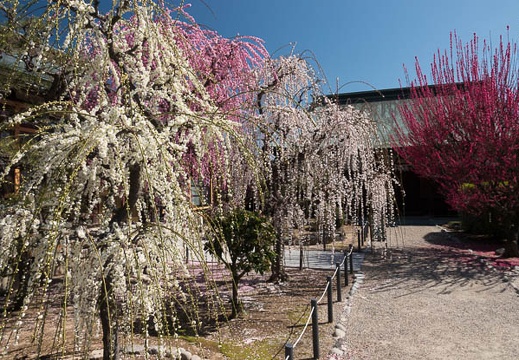 201803061116-DSC03108RX10M4.jpg