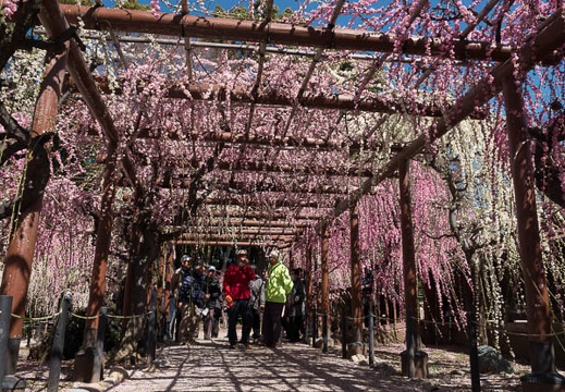 201803061120-DSC03126RX10M4.jpg