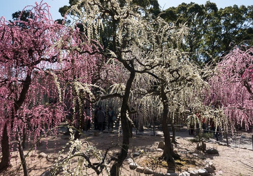 201803061130-DSC03161RX10M4.jpg
