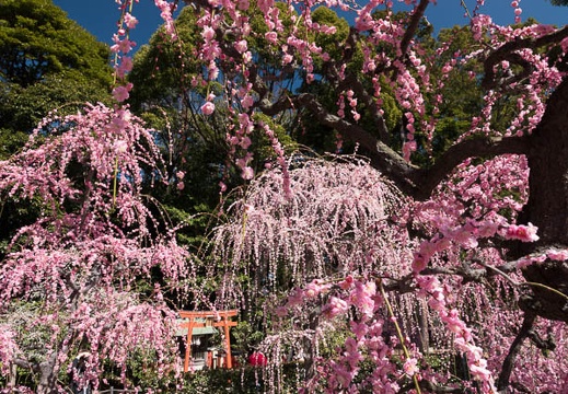 03.06 結城神社の梅
