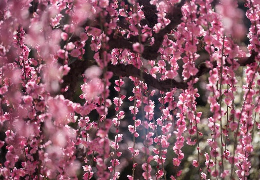 201803061142-DSC03214RX10M4.jpg