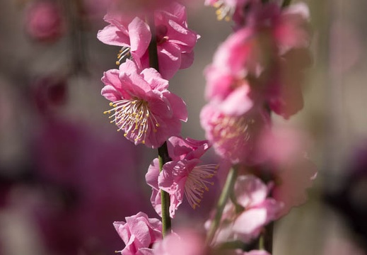 201803061202-DSC03306RX10M4.jpg