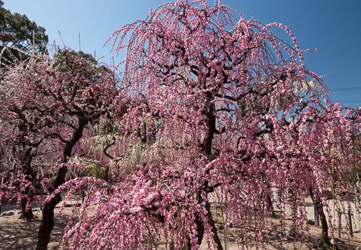 201803061203-DSC03311RX10M4.jpg