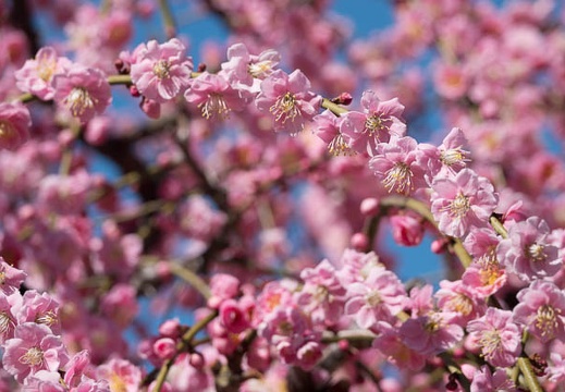 201803061210-DSC03331RX10M4.jpg
