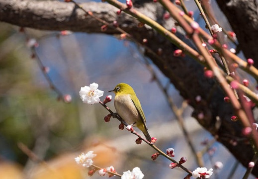 201803061222-DSC03370RX10M4.jpg