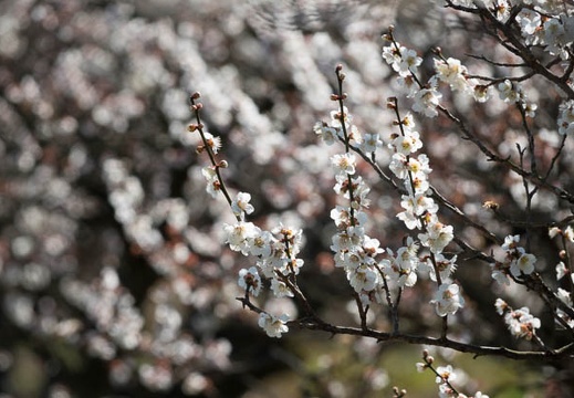 201803101430-DSC04186RX10M4.jpg