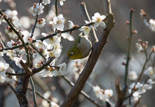 201803101430-DSC04191RX10M4.jpg