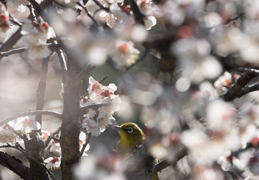 201803101448-DSC04264RX10M4.jpg