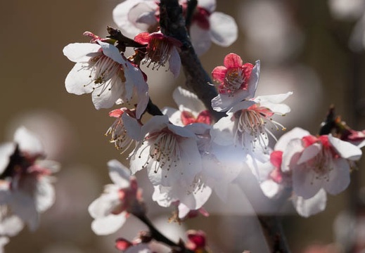201803101506-DSC04313RX10M4.jpg
