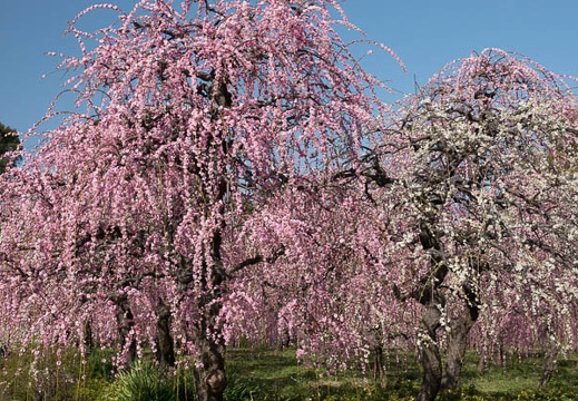201803110939-DSC04418RX10M4.jpg