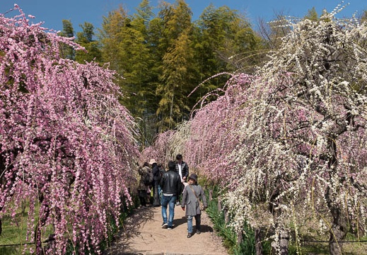 201803111046-DSC04618RX10M4.jpg