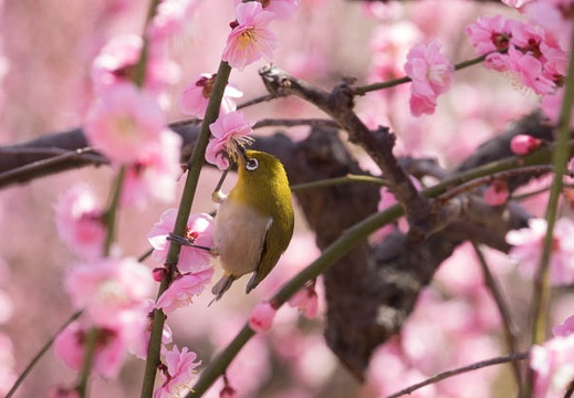 201803111128-DSC04788RX10M4.jpg