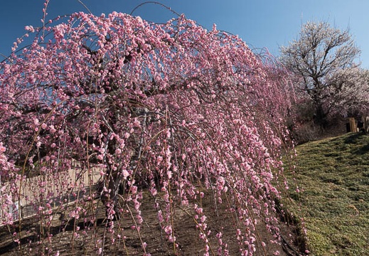 201803120959-DSC05328RX10M4.jpg