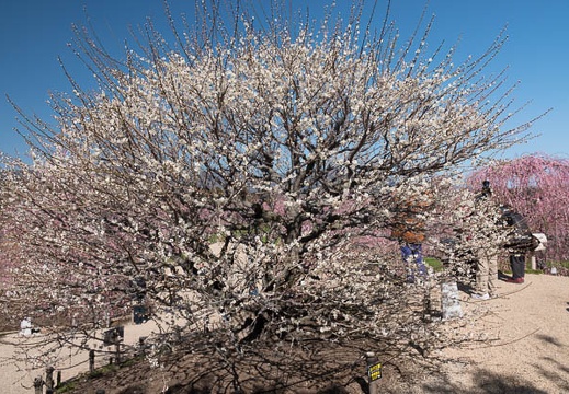 201803121000-DSC05330RX10M4.jpg