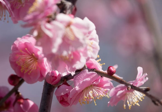 201803121026-DSC05423RX10M4.jpg