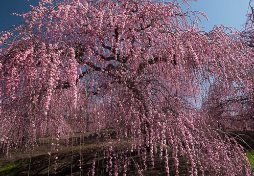 03.12 鈴鹿の森庭園