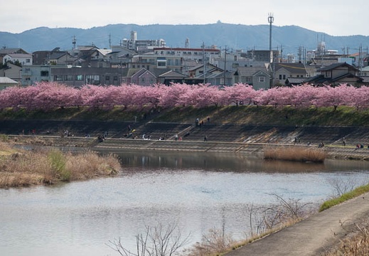201803171251-DSC07072RX10M4.jpg