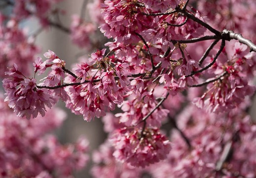 201803181015-DSC07610RX10M4.jpg