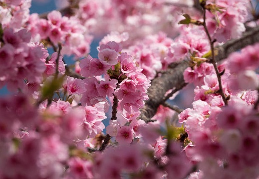 201803181021-DSC07636RX10M4.jpg