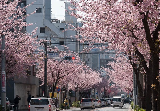 201803181037-DSC07700RX10M4.jpg