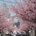 201803181059-DSC07795RX10M4.jpg