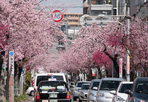201803181124-DSC07853RX10M4.jpg