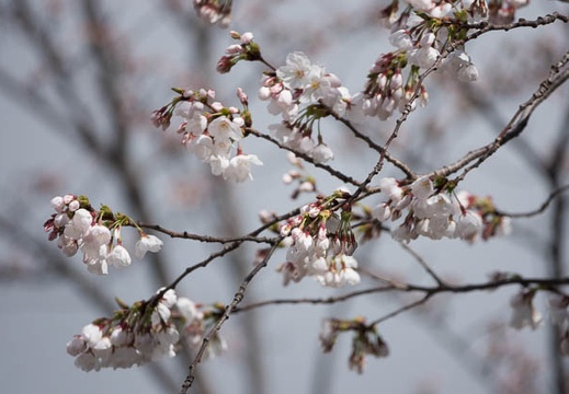 201803221356-DSC08261RX10M4.jpg