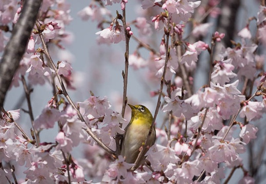 201803221401-DSC08277RX10M4.jpg