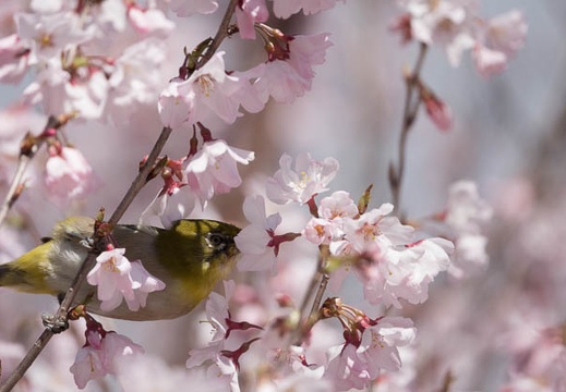 201803221407-DSC08328RX10M4.jpg