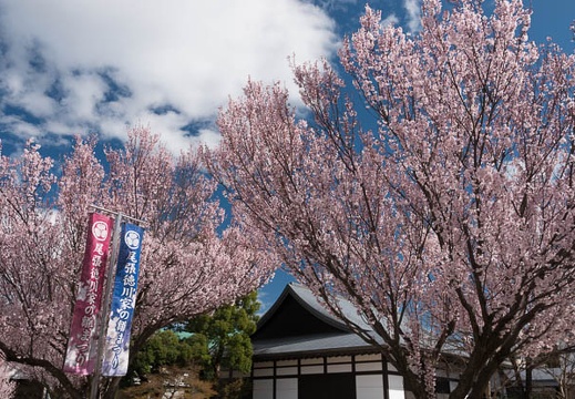 201803221424-DSC08378RX10M4.jpg