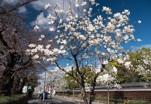 201803221504-DSC08430RX10M4.jpg