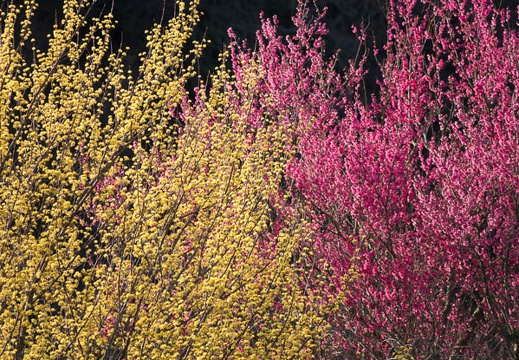201803230722-DSC08499RX10M4.jpg