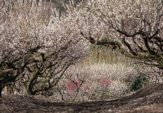 201803230754-DSC08576RX10M4.jpg