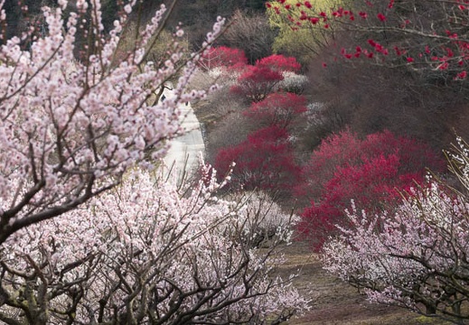 201803230940-DSC08798RX10M4.jpg