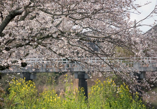 201803240751-DSC09459RX10M4.jpg