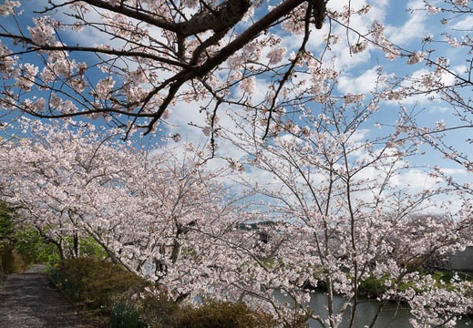 201803240818-DSC09523RX10M4.jpg
