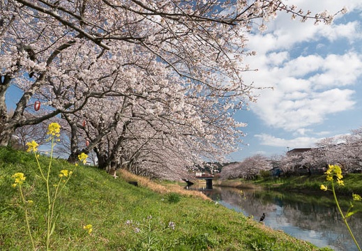 03.24 勝間田川沿いの桜
