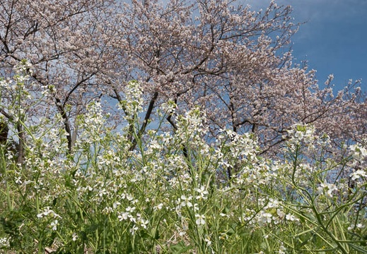 201803240907-DSC09652RX10M4.jpg