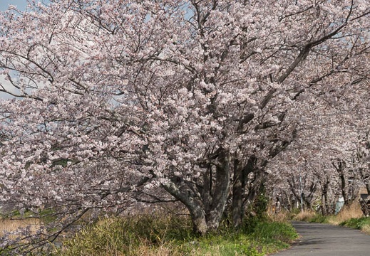 201803240940-DSC09704RX10M4.jpg