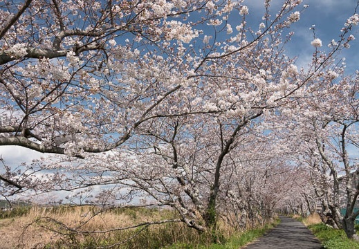 201803240943-DSC09713RX10M4.jpg