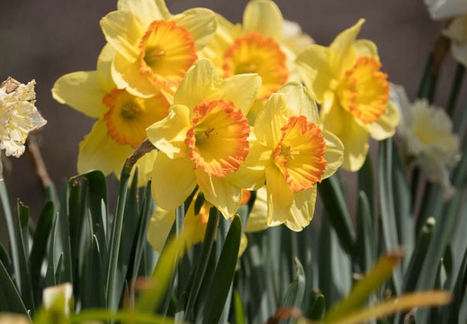 201803241127-DSC09830RX10M4.jpg