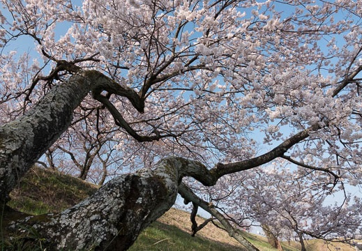 201803250839-DSC00434RX10M4.jpg