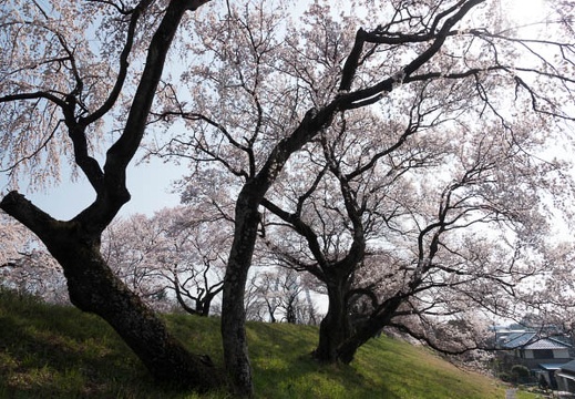 201803250901-DSC00493RX10M4.jpg