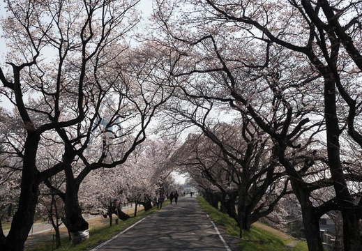 201803250908-DSC00516RX10M4.jpg