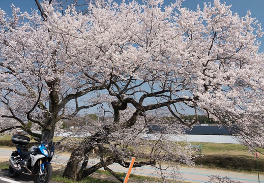 201803250947-DSC00630RX10M4.jpg