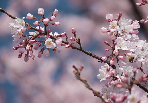 201803250954-DSC00654RX10M4.jpg