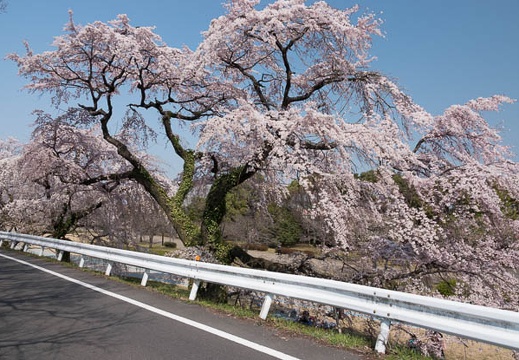 201803251004-DSC00689RX10M4.jpg