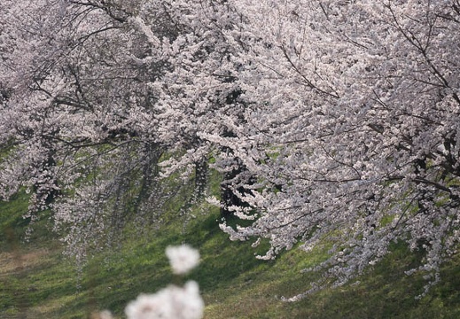 201803251019-DSC00734RX10M4.jpg