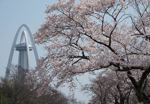 03.25 木曽川堤の桜