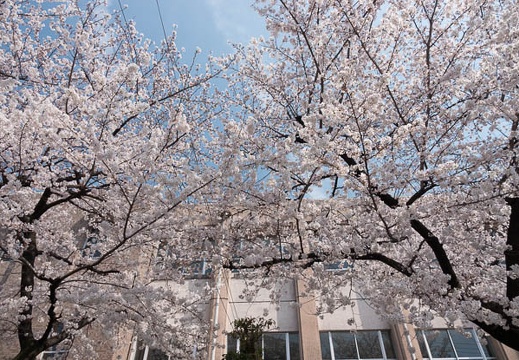 201803261312-DSC01253RX10M4.jpg
